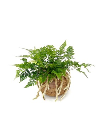 Humata - White Rabbit Foot Fern